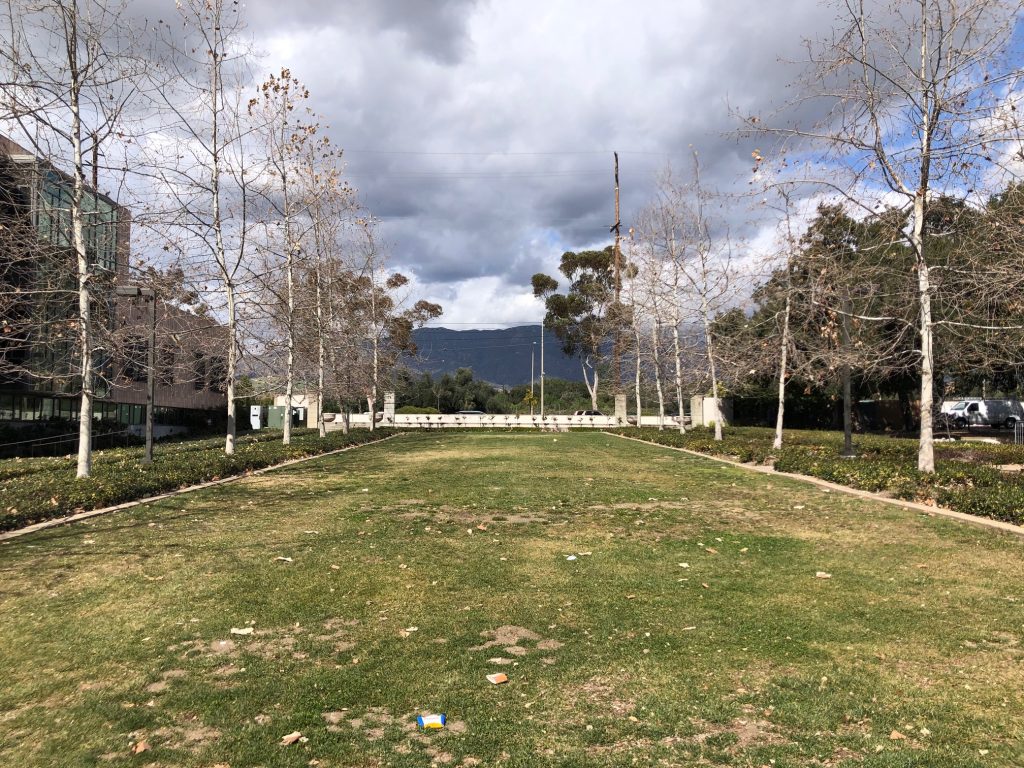 Tree-lined lawn