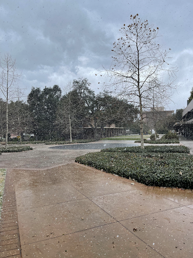 A cloudy sky above trees without leaves and white snow falling