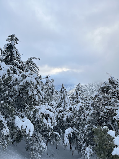 Trees weighed down by snow.