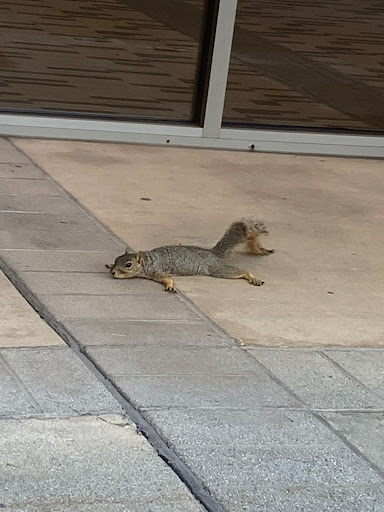 A squirrel laying on a sidewalk