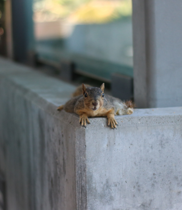 Squirrel M. '28