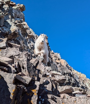 Mountain goat on rocky slope
