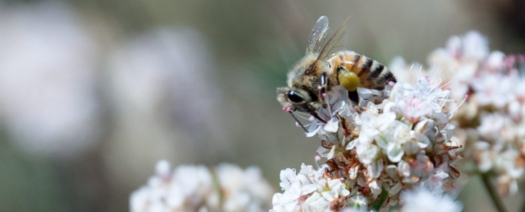 Close up of a bee on a flower.