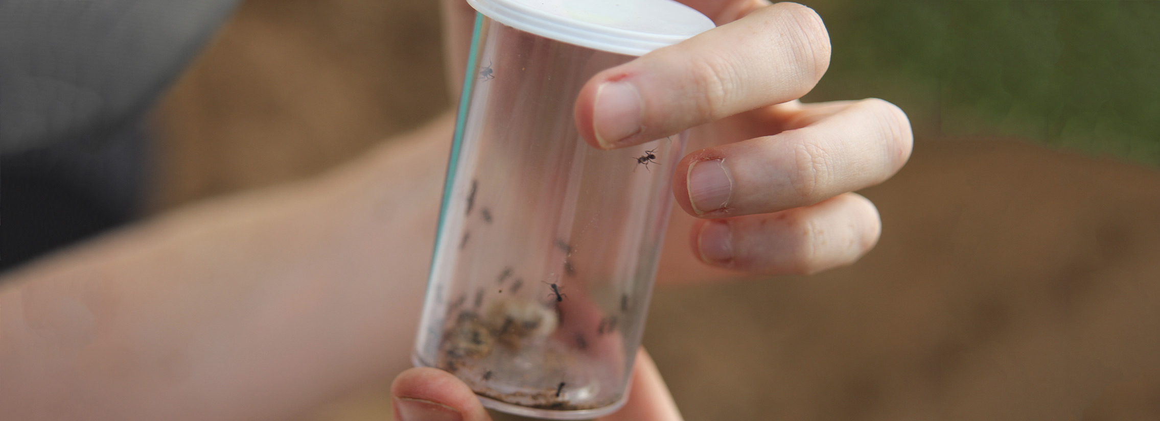 Hands hold clear beaker containing ants