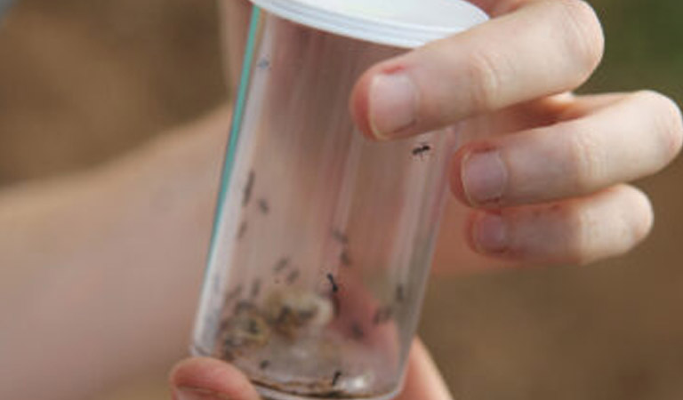 Fingers holding beaker of ants, summer research