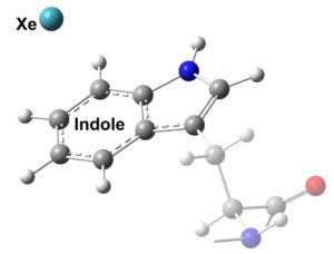 Molecular structure of Trp-Xe complexes