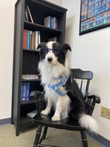 Black and white Border Collie sitting on a chair wearing a pair of glasses