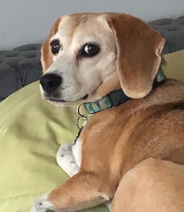 Betty Beagle