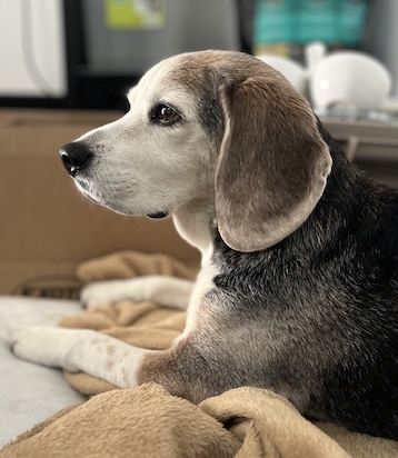 Brian Beagle