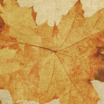 Fall leaves