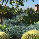 Succulents in Shanahan Center, Harvey Mudd College