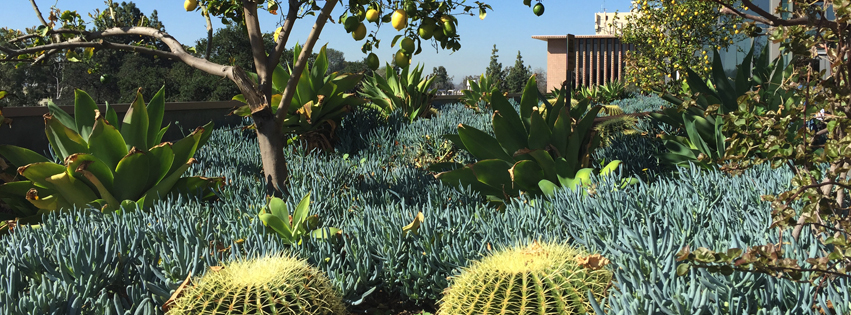 Succulents in Shanahan Center, Harvey Mudd College