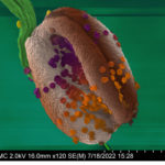 E. Bacon-Gershman ’23 (chemistry), "Tasty Pollen Cookies," 2022, scanning electron microscope and photo editing software. Photo courtesy of the artist.