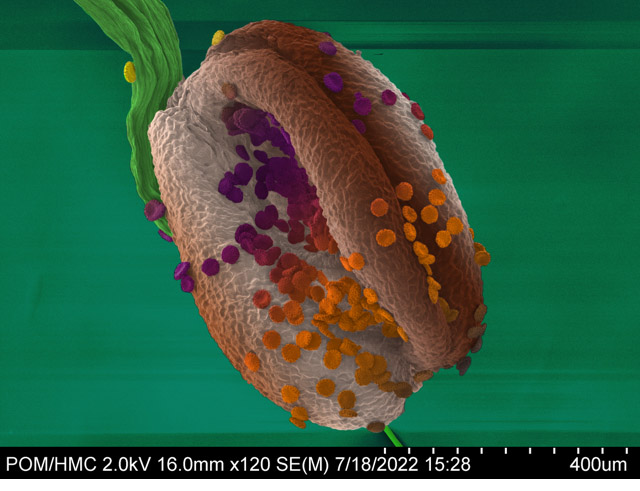 E. Bacon-Gershman ’23 (chemistry), "Tasty Pollen Cookies," 2022, scanning electron microscope and photo editing software. Photo courtesy of the artist.