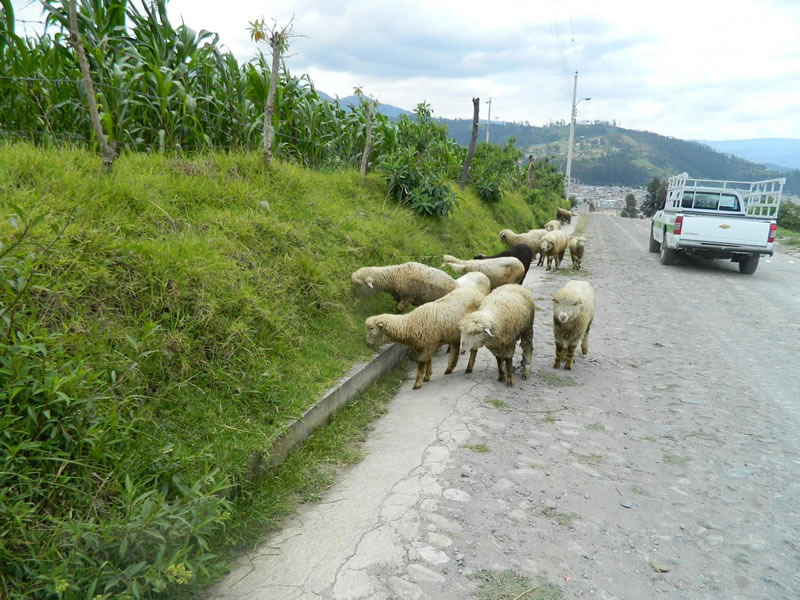 Sheep at side of road.