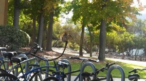 This is the daredevil squirrel that lives outside of Atwood. There are many squirrels, but this guy is a legend. Look at that balance!